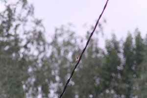 DSCF0823.JPG