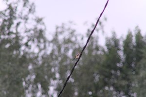 DSCF0824.JPG