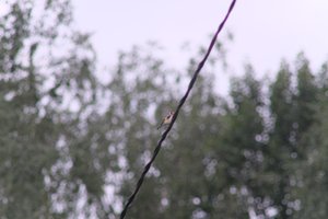DSCF0825.JPG
