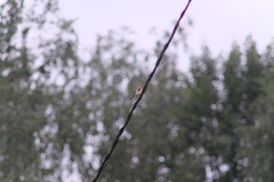 DSCF0826.JPG