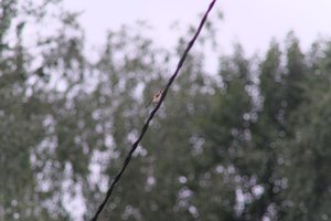 DSCF0827.JPG