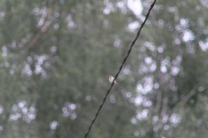 DSCF0832.JPG