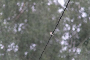 DSCF0834.JPG