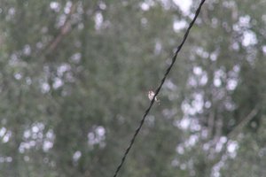 DSCF0837.JPG
