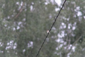 DSCF0838.JPG