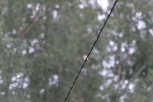 DSCF0839.JPG