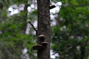 DSCF0852.JPG