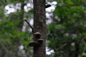 DSCF0854.JPG