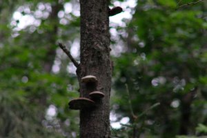 DSCF0858.JPG