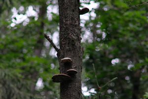 DSCF0870.JPG