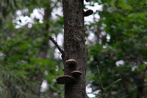 DSCF0871.JPG