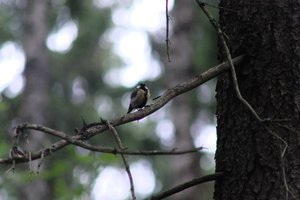 DSCF0878.JPG