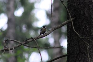 DSCF0879.JPG