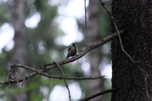 DSCF0880.JPG