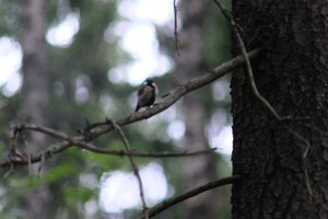 DSCF0888.JPG