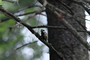 DSCF0917.JPG