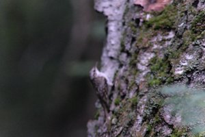 DSCF0925.JPG
