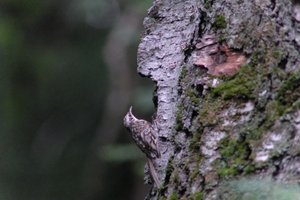 DSCF0930.JPG
