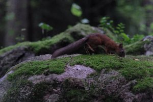 DSCF0952.JPG