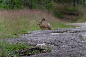 DSCF1063.JPG