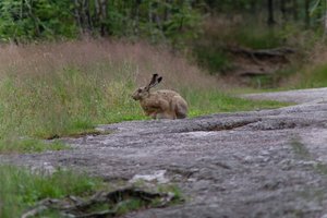 DSCF1068.JPG