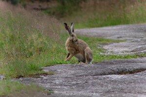 DSCF1071.JPG