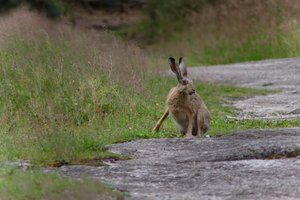 DSCF1073.JPG