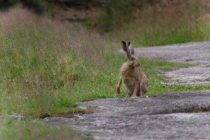 DSCF1074.JPG