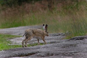 DSCF1087.JPG