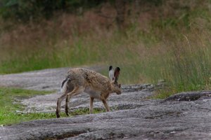 DSCF1088.JPG