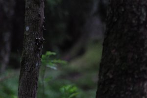 DSCF1195.JPG