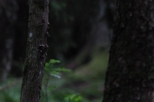 DSCF1196.JPG
