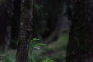 DSCF1198.JPG