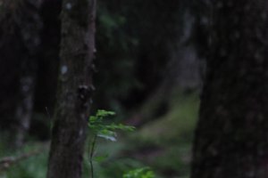 DSCF1199.JPG