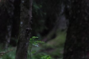 DSCF1200.JPG