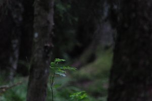 DSCF1201.JPG