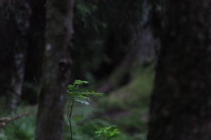 DSCF1202.JPG