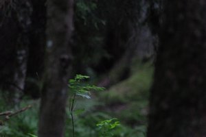 DSCF1203.JPG