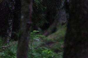 DSCF1204.JPG