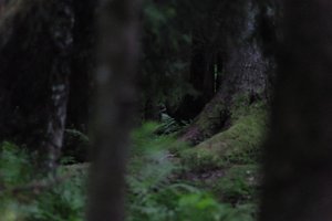 DSCF1209.JPG