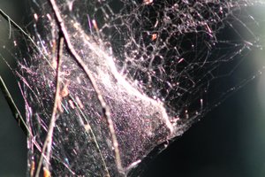 DSCF1225.JPG