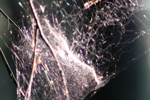 DSCF1226.JPG