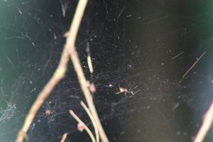 DSCF1237.JPG