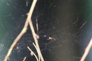 DSCF1238.JPG