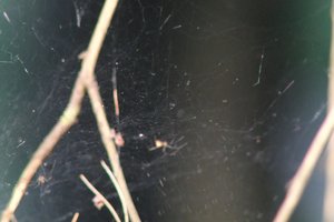 DSCF1239.JPG