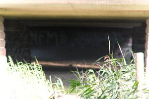 DSCF1308.JPG