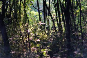 DSCF1380.JPG