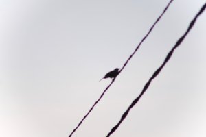 DSCF1392.JPG