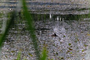 DSCF1429.JPG