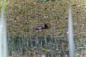 DSCF1453.JPG